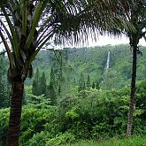 Rain forrest