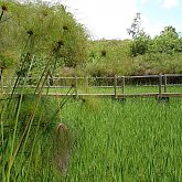 Rice field
