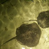 Stingray