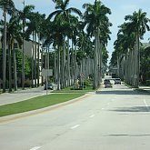 royal palm