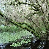 everglade forrest