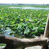 Lilly Lake