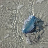 Jelly fish