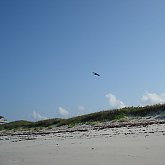 free