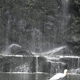 Stork