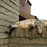 Relaxed