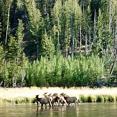 Elk herd