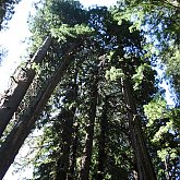 Redwood