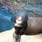 Seal