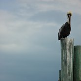 Pelican at keys
