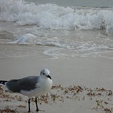 Curious one at Bahia Honda