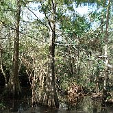 Cypress