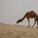 Camel