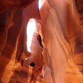 Antelope