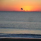 Early Bird