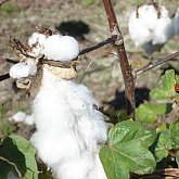 Real Cotton