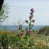 Cala Llombards