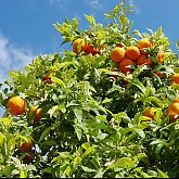 orange tree
