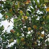 lemon tree