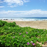Halona Beach