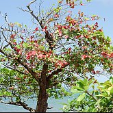 Kahaluu