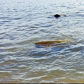 Seaturtles