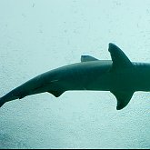 Shark alarm