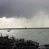 Pelican sky