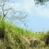 Road to Hana