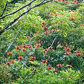 Floral Tree