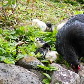 Little chicks