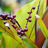 Little Berries