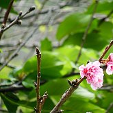 Blooming trees