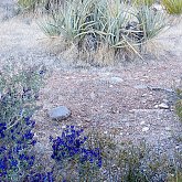 Littlle Blue