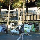 Shark Shuttle