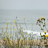 Coastal view