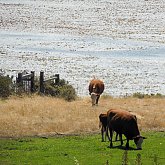 Coast Cattle