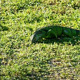 green iguana