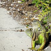 beach iguana