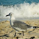 Beach Runner
