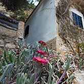 Flower Wall