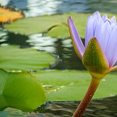 Water Lily