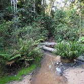 Jungle spot