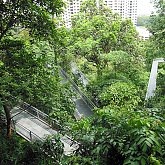 Top Tree Walk