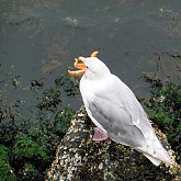 Sea Gull and Sea Star ;-(