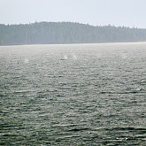 Dozens of whales and spouts