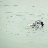 Seal on fish hunt