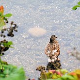 Little Duck