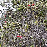 Red Ohia Tree